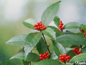 新型北関東栃木県群馬県茨城県埼玉県福島県輸入車カーコーティング専門店ピュアゴースト専門店バイクコーティング専門店車内クリーニング専門店車レザーシートコーティング専門店ペイントプロテクションフィルム純水手洗い洗車おすすめ洗車用品カーコーティング講習授業