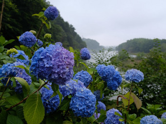 エンジンルームクリーニング北関東栃木県群馬県茨城県埼玉県福島県輸入車 近くのカーコーティング専門店車の磨き専門店近くのペイントプロテクションフィルムプロショップ専門店