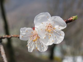 メルセデスベンツGクラスルームクリーニング北関東栃木県群馬県茨城県埼玉県福島県輸入車近くのカーコーティング専門店カーフィルム専門店　近くの車コーティング専門店近くのペイントプロテクションフィルム専門店